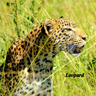 Leopard